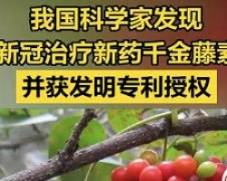 蹭热点卖千金藤